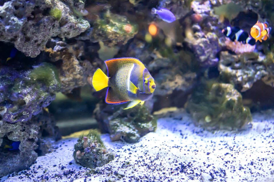 Aquatic nature marine