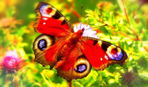 Flower apiformes animals