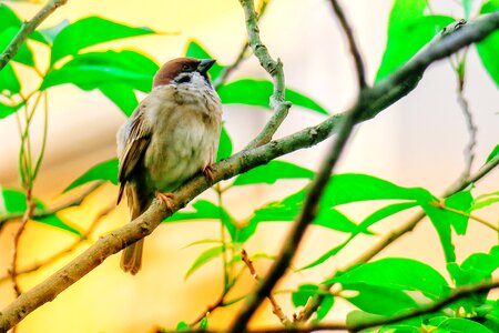 Stone sparrow beak
