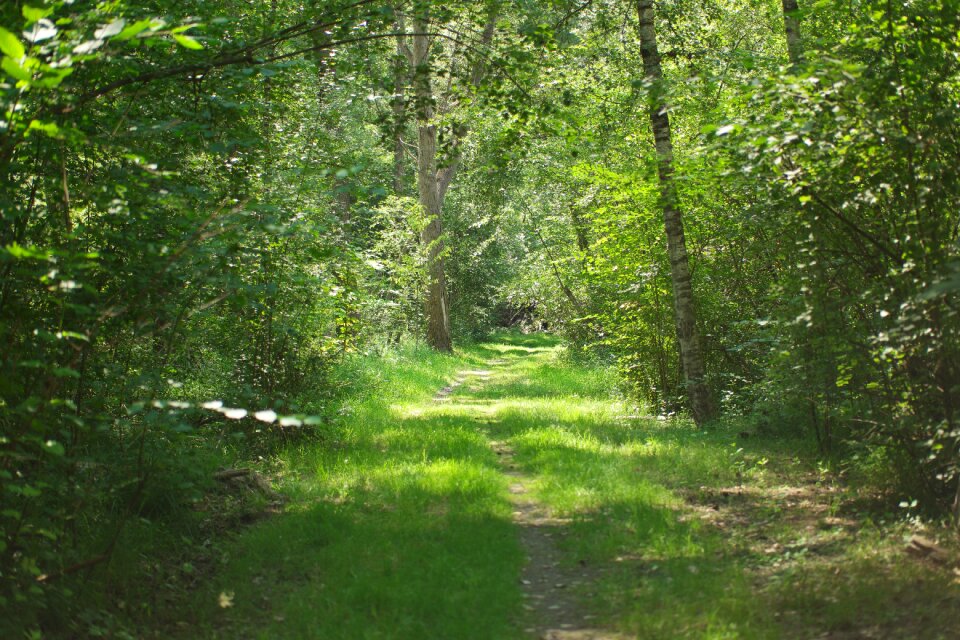 Landscape trees mood