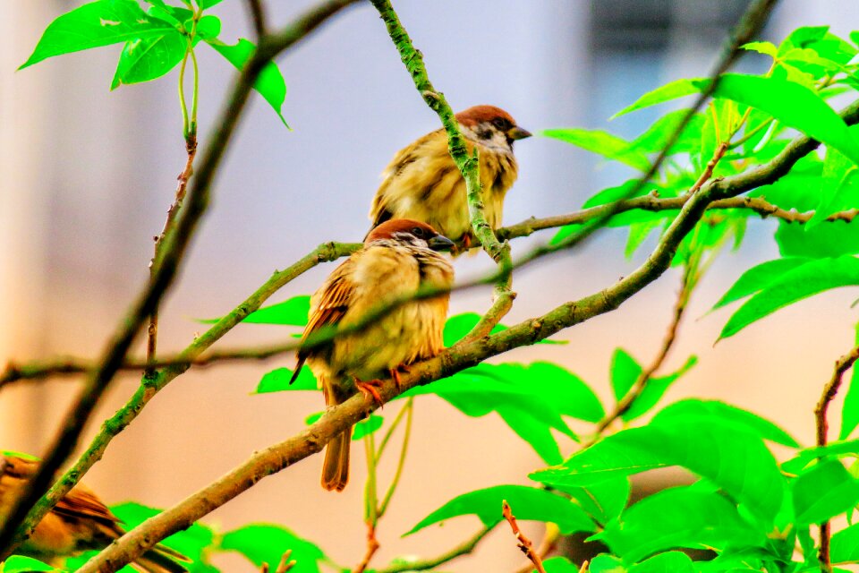 Stone sparrow beak