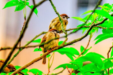 Stone sparrow beak