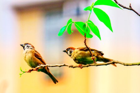 Stone sparrow beak