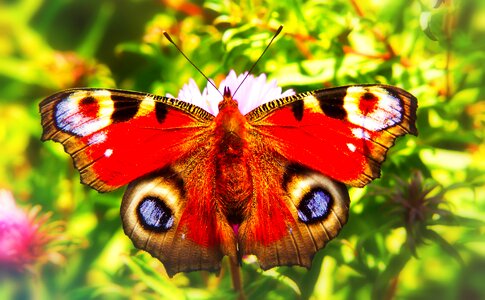Flower apiformes animals