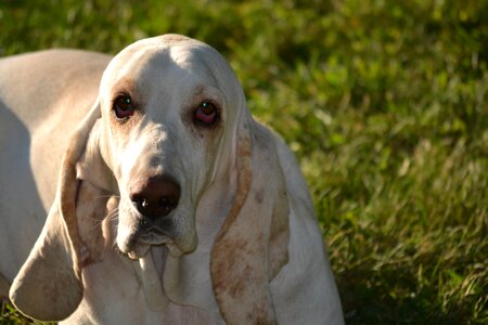 Dog canine pet photo