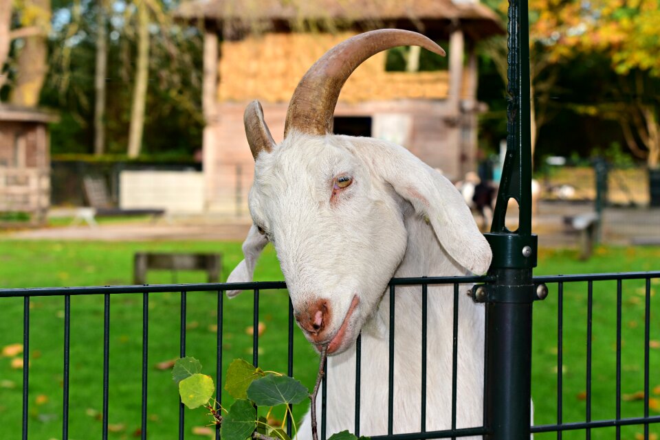Mammal ruminant head