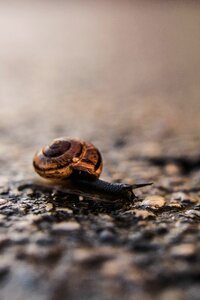 Mollusk animal nature