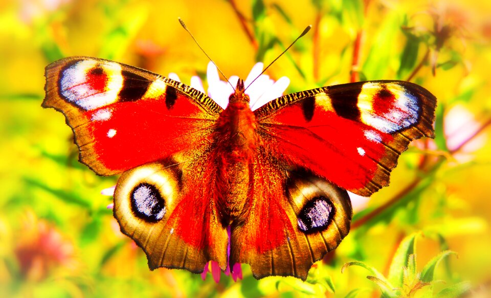 Flower apiformes animals