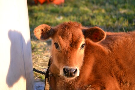 Jersey cow heifer baby animal photo