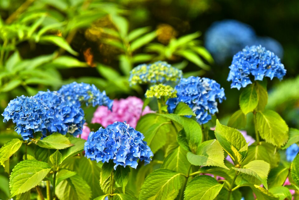 Flower deciduous evergreen