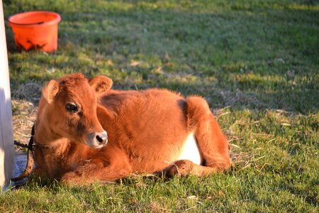 Jersey cow heifer baby animal photo