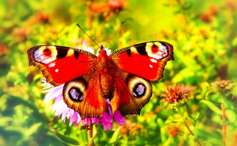 Flower apiformes animals