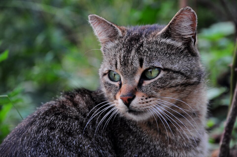 Kitty animals nature