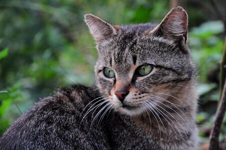 Kitty animals nature