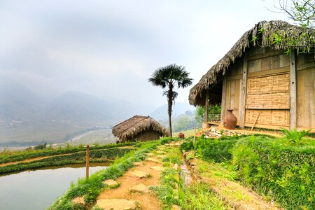 Rice vietnam sa pa photo