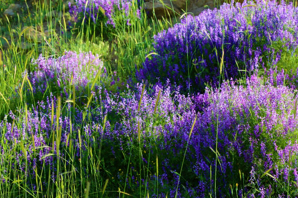 Plant spring spring flowers