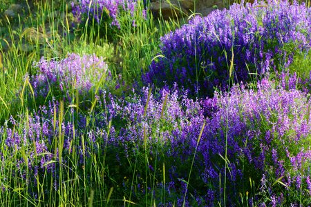 Plant spring spring flowers