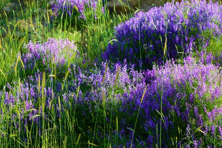 Plant spring spring flowers photo