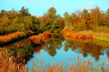 Tree reflection landscape