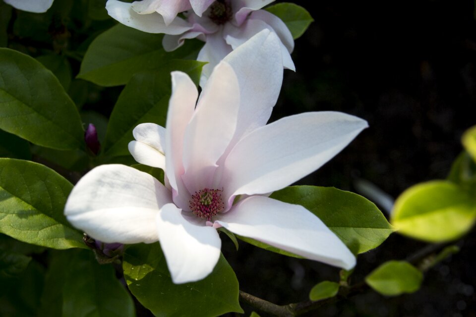 Bloom nature flower garden