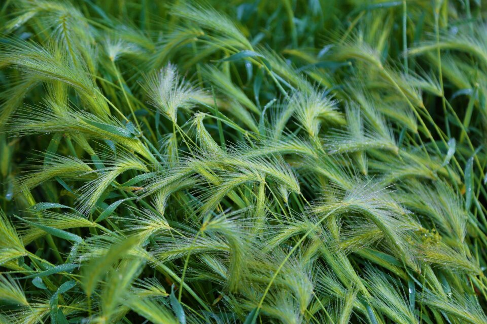 Spring nature turkey plant