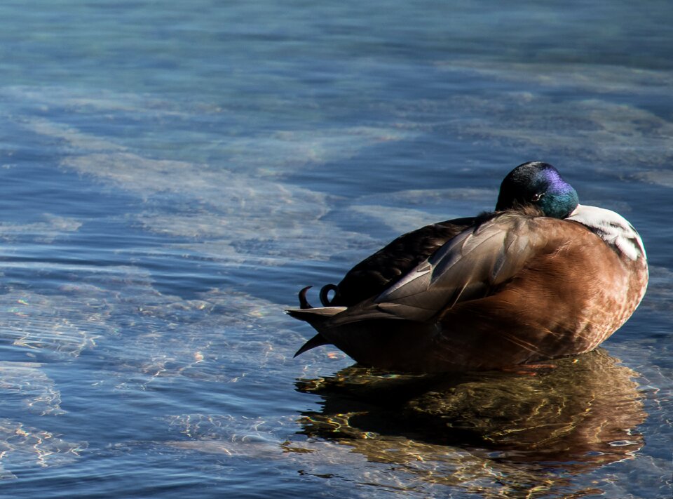 Animal duck bird poultry