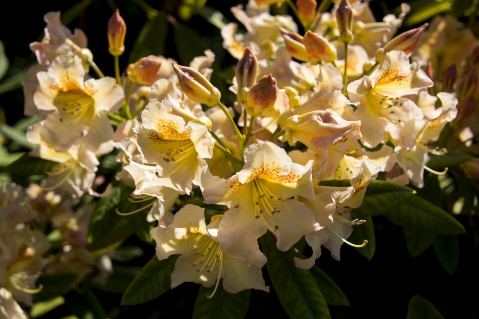 Bloom nature flower garden