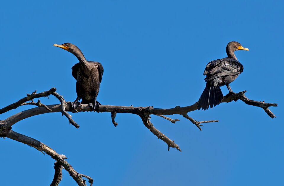 Argue not talking blue talk