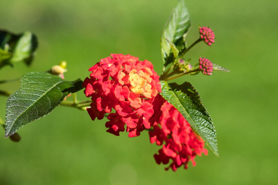 Flower ornamental plant bud