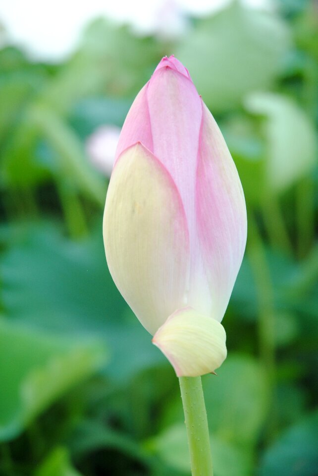 Japan flower plant