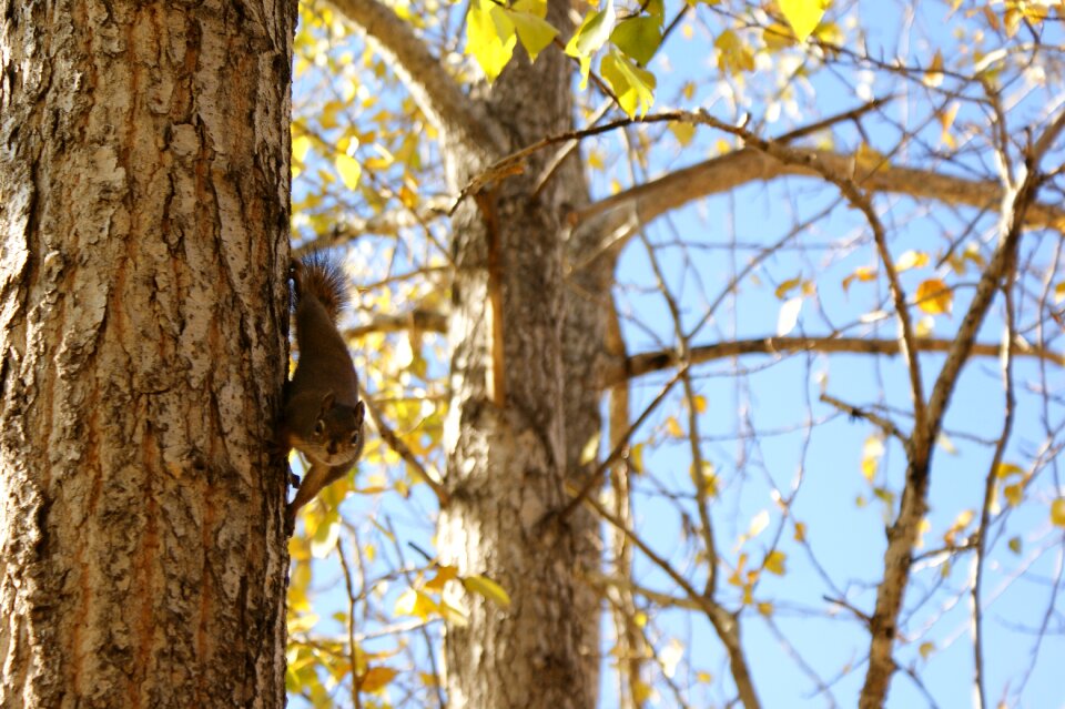 Nature rodent animal