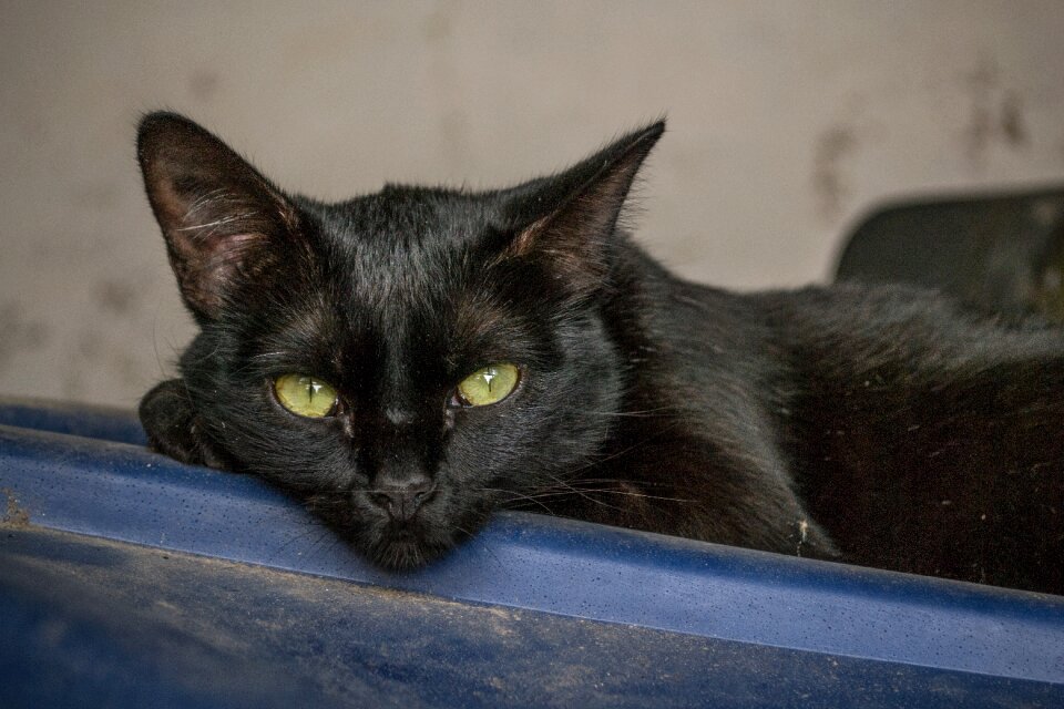 Black feline animal