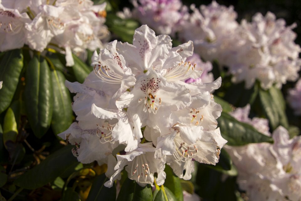 Bloom nature flower garden