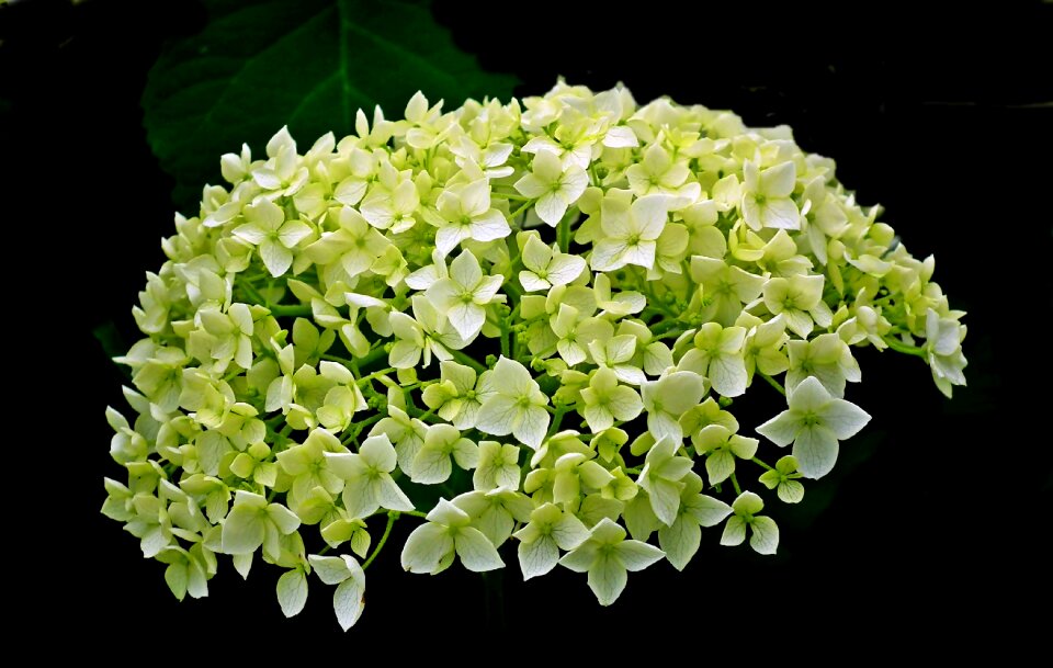 Garden clear macro