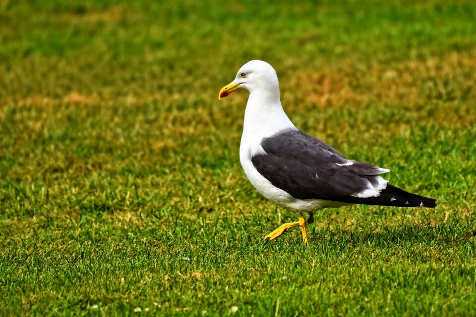 Seabird animal wildlife photo