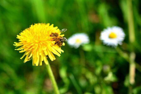 Pollen nature grass photo