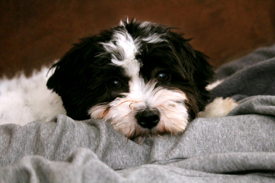 Puppy dog head young