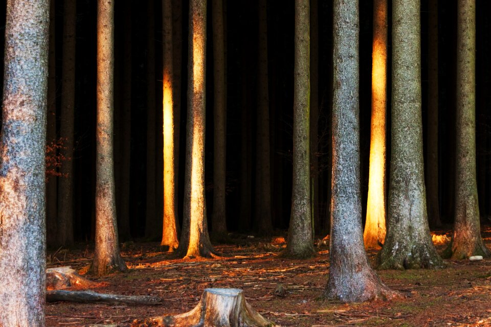 Trees nature mystical