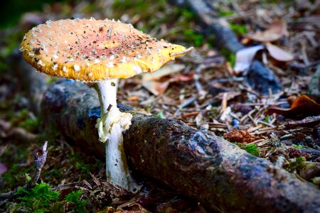 Autumn forest forest floor photo