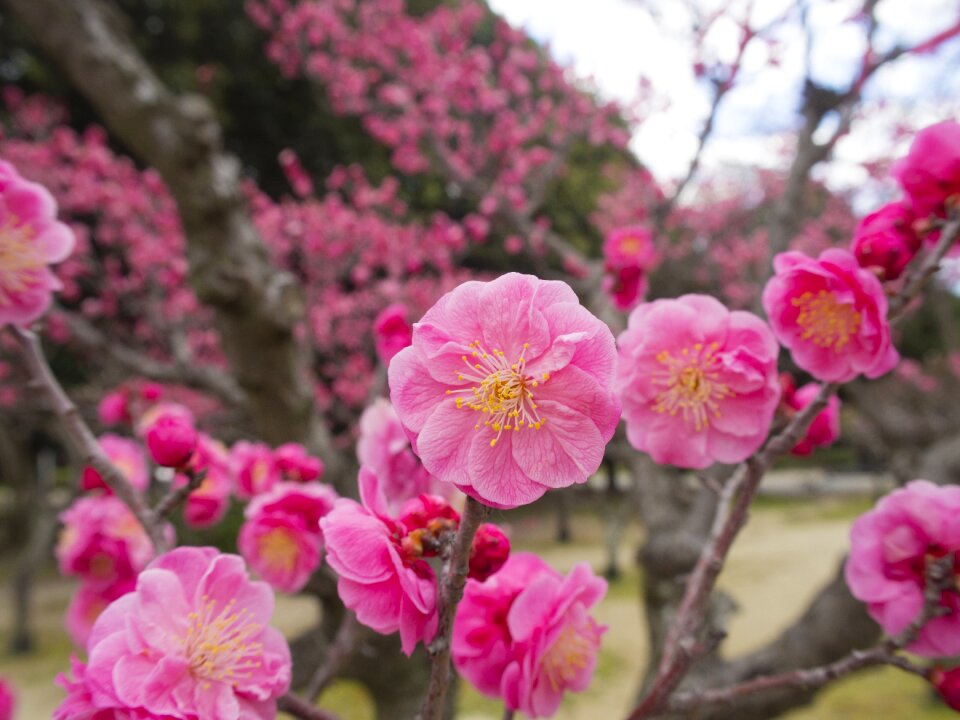 Tree of plum blossom pink