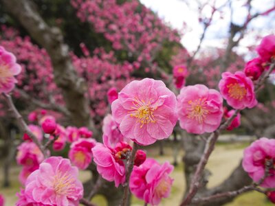Tree of plum blossom pink photo