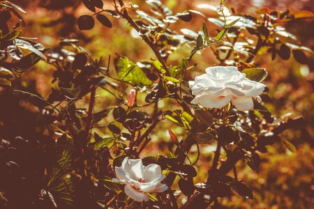 Rose bloom white fragrance