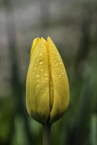 Plant growth tulip