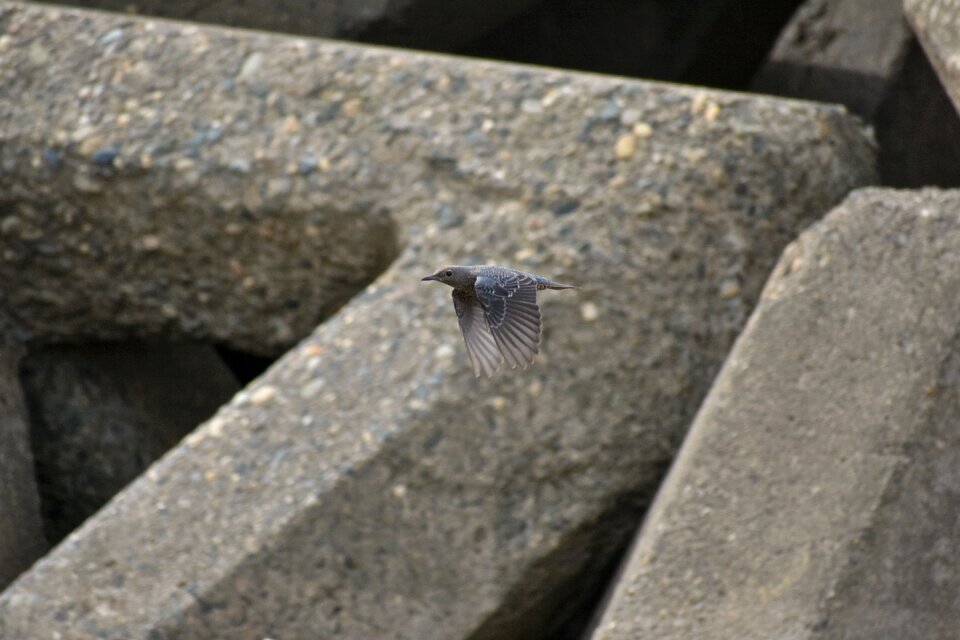 Wild birds method bulbul feathers