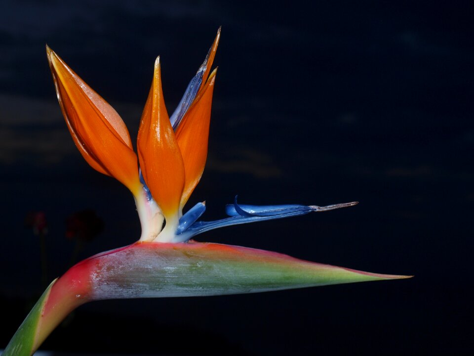 Plant orange colorful