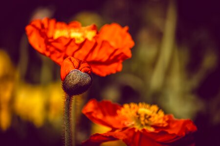 Poppy flower bud plant