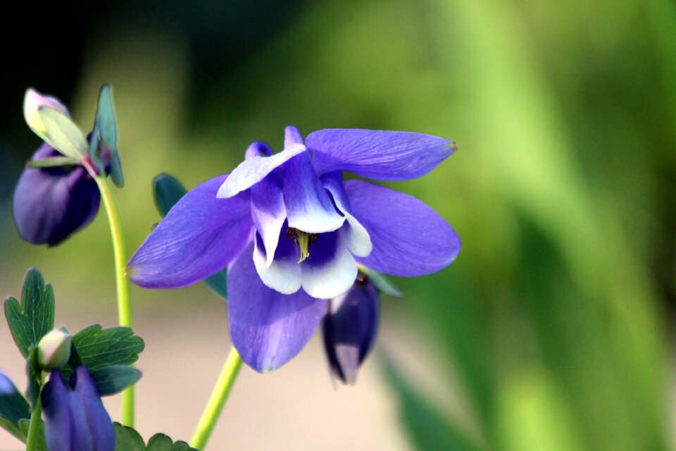 Nature flower garden