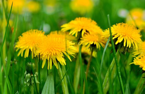 Grass meadow yellow photo