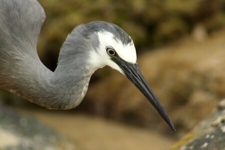 Beach rocky shore beak photo