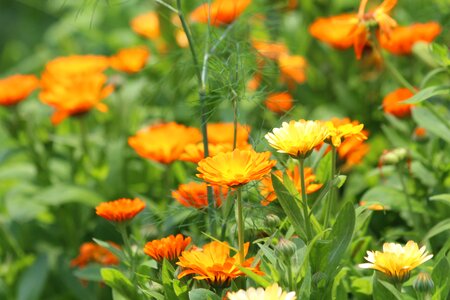 Calendula officinalis nature plant photo